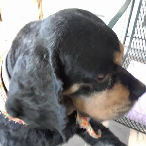 Meet your Posher, Sherry